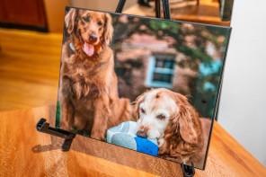 Print photo of 2 dogs