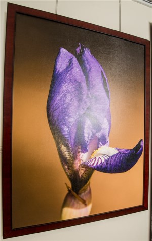 Wood Framing on purple iris photo