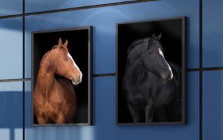 2 horse Metal art print one color and one black white